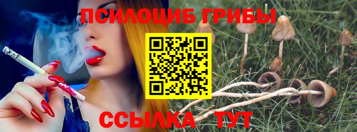 Галлюциногенные грибы Psilocybe Ефремов